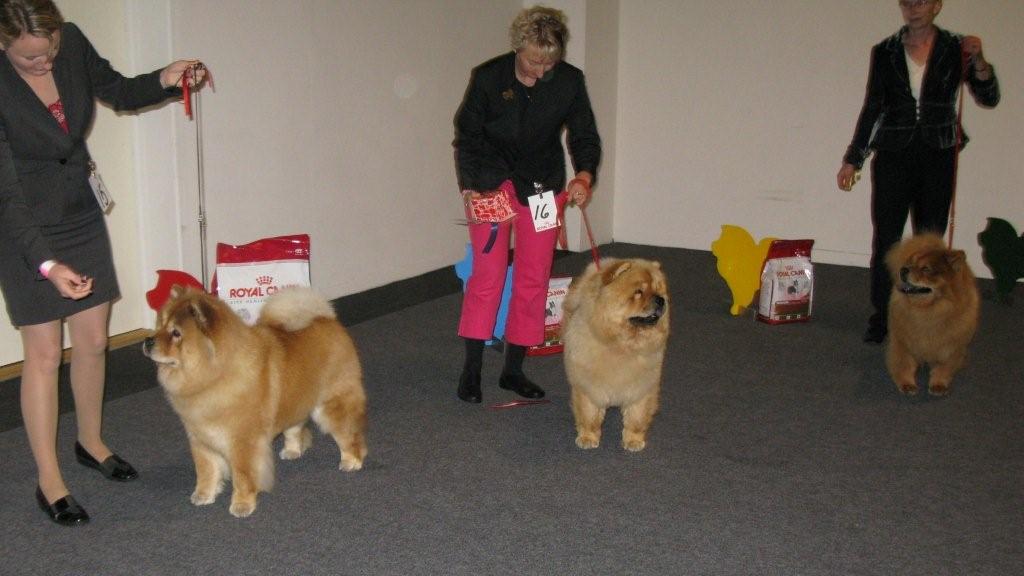 Best female 1-3: 1.CH Bidachows Joyfull Jossie 2.Bao-Fangs Fen-Hong-Se Nu Shi 3.Nin-TSun Peggy Lee