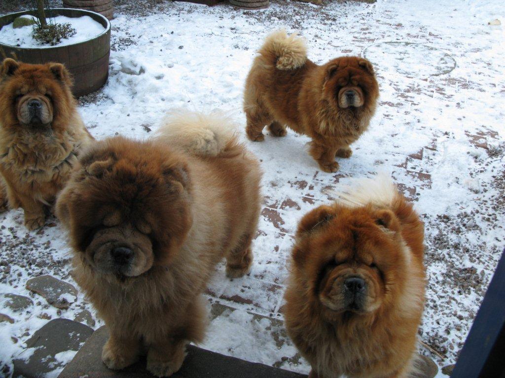 Winter 2010-Quick Step, Martha, Betty, Gina