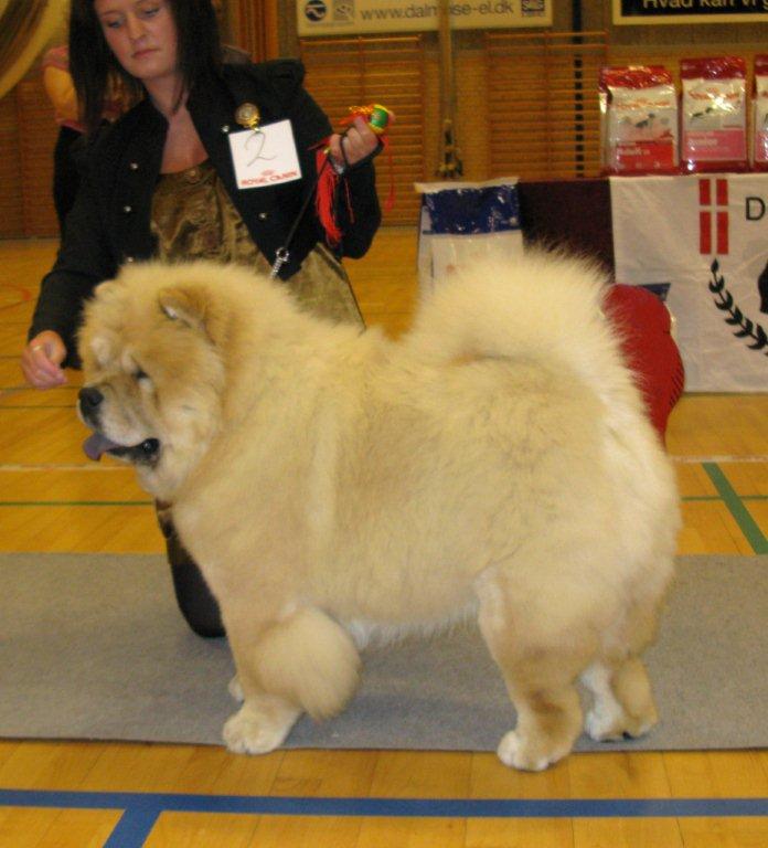 Best puppy Mi-Paos Red Sumac