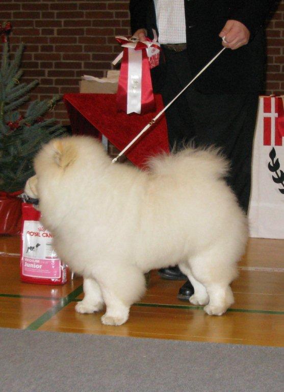 Best puppy Rossy Echo
