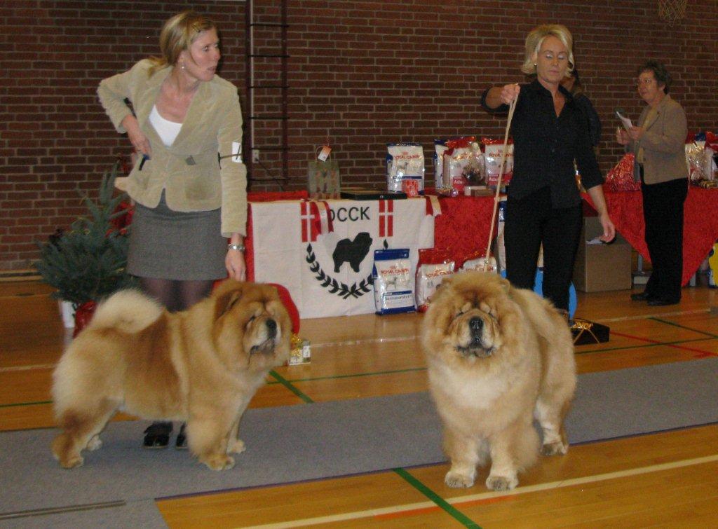 Champion male 1. CH Orinells Ego Trip 2. CH Skaumas Sweetest Catch