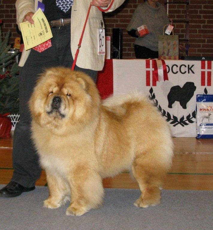 Champion female 1. CH Bao-Fangs Fen-Hong-Se Nu Shi