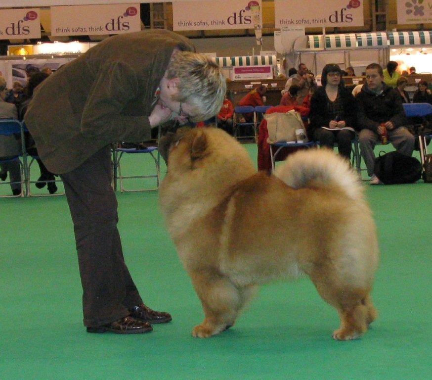 Best puppy Miketilla The Messenger