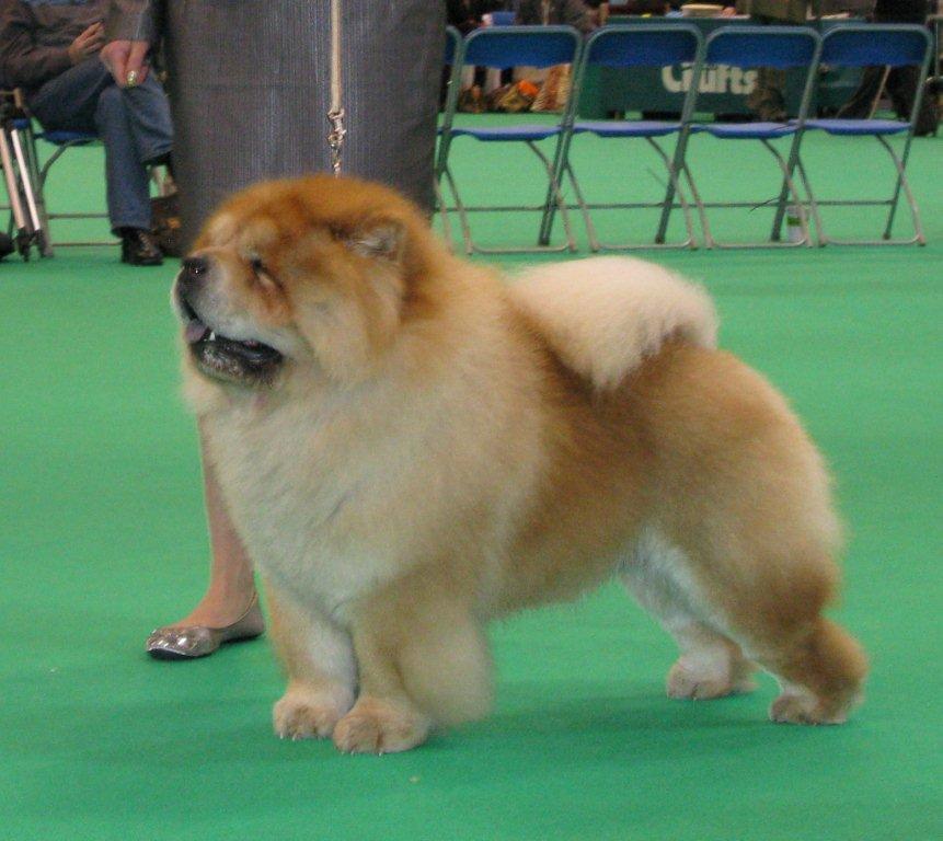 Open dog 2. Res CC CH Bon Triumph Shans