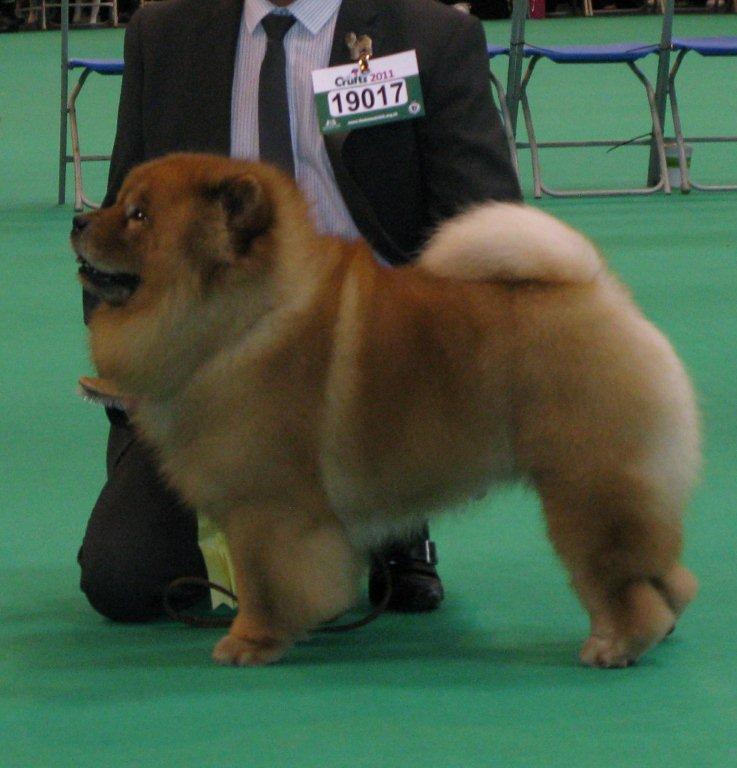 Open dog 3. CH Hiswin Star Magellan