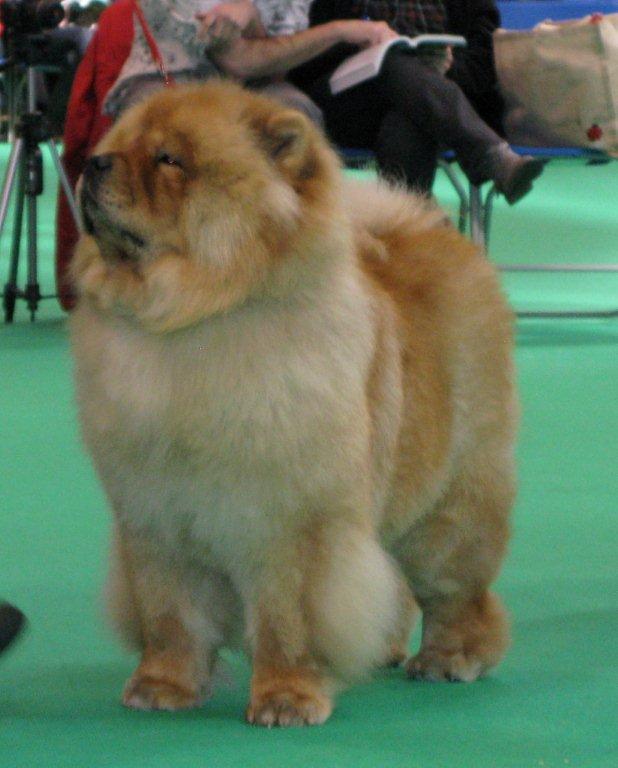 BOB-CC CH Bao-Fangs Fen-Hong-Se Nu Shi
