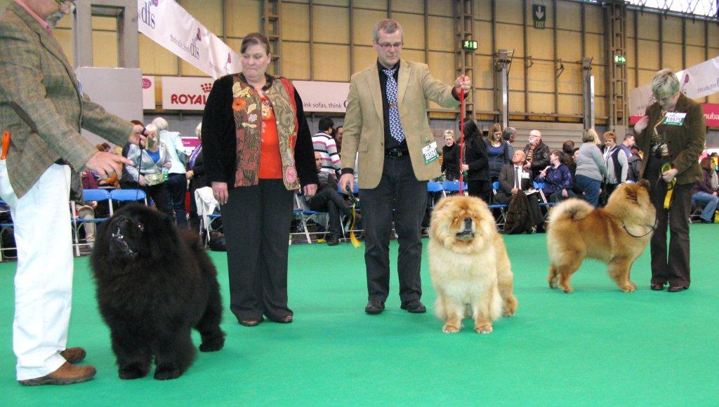 BOS CC CH Cherrymount Good To Be Black For Lechan-BOB-Best puppy Miketilla The Messenger