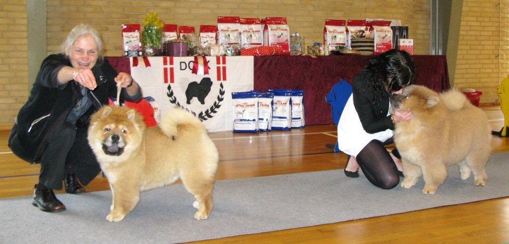 Babyfemale 1.Bidachows Tip Top Tessa 2.Chan-Los Crazy Little Thing