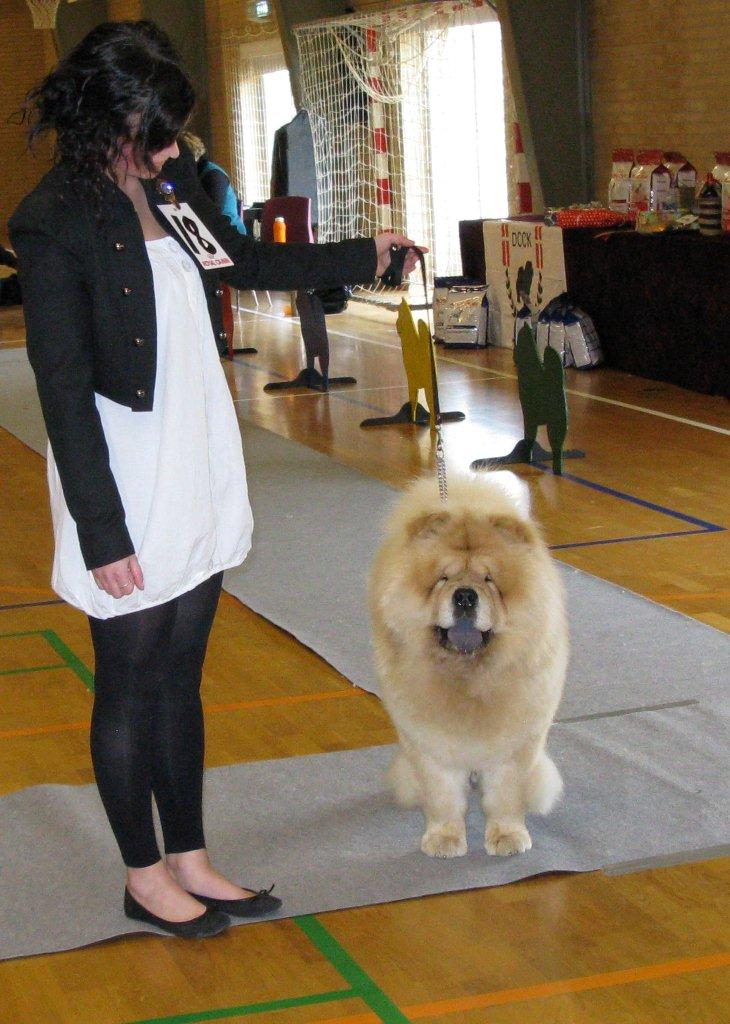 Juniormale: Mi-Paos Red Sumac (VG)