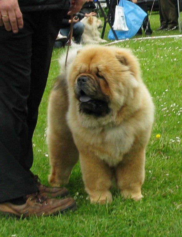 Rico De Los Perros De Bigo (promish.)