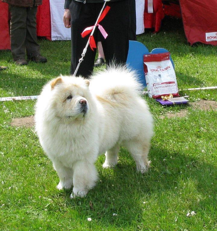 Excl.1 Cert. open female (Best female 2) Liusu Ai-Lin