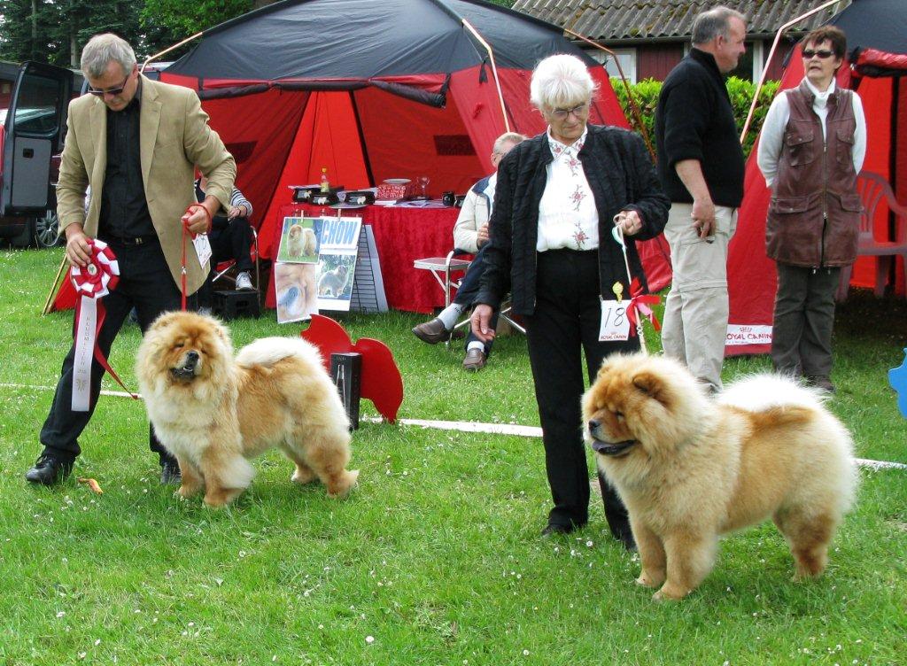 BOB (left) and BOS CH Chowhills Gandor