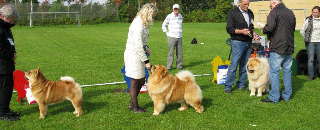 Best male-1.CH Beijings Kefu Duan Tou Fa-2.CH Orinells Ego Trip-3.Mi-Paos Red Sumac 4.CH Orinells Extra Extra
