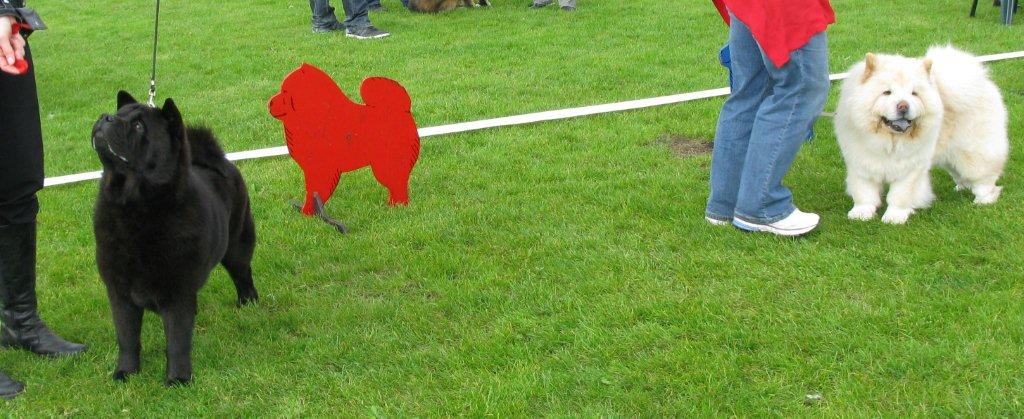 Open female-1.Nrskovs Ding Dong Dixie-2.Nin-TSun Zhen-Ci De La Creme