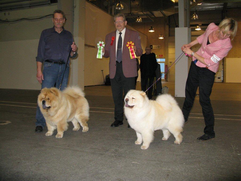 BOS+DKV11+Cert.+Cacib Mi-Paos Red Sumac + BOB+DKV11+Cacib CH Pei Fang Eyecatcher