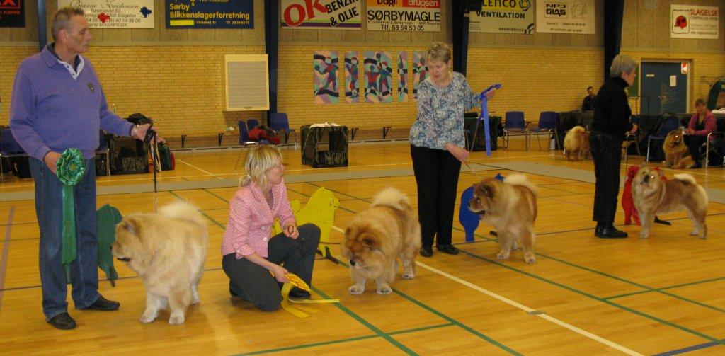 Chow Of The Year 2011 males 1-4