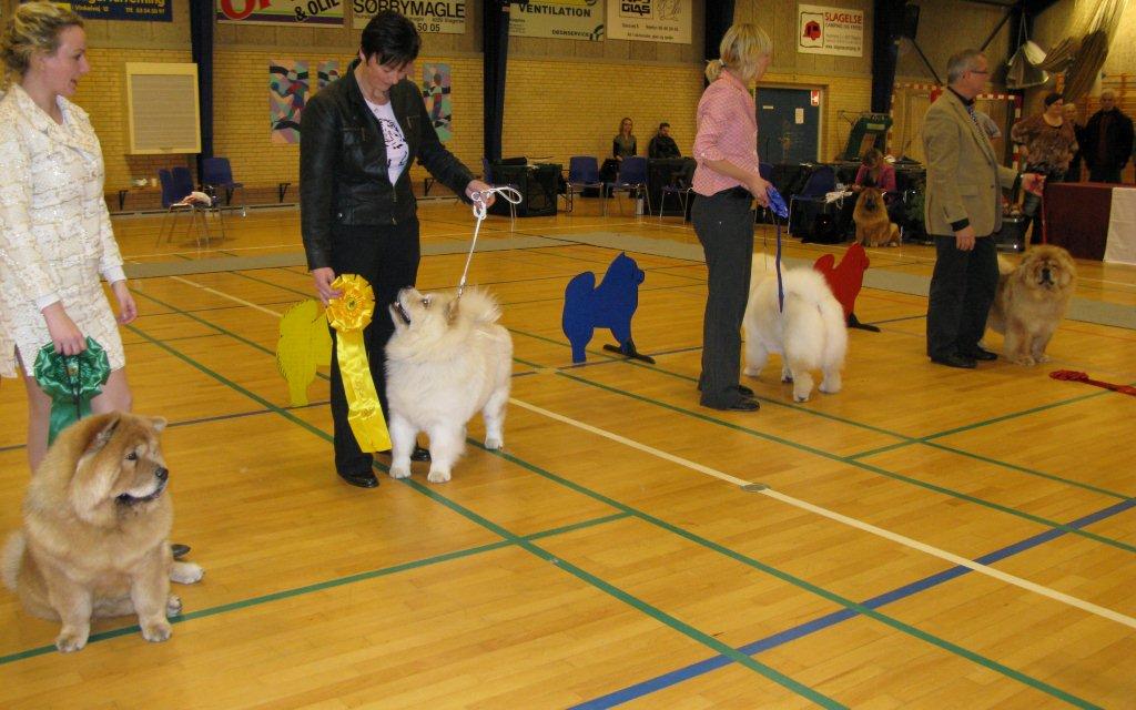 Chow Of The Year 2011 females 1-4
