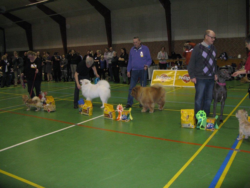 Best senior and dog 3: CH Stagebos Quick Step