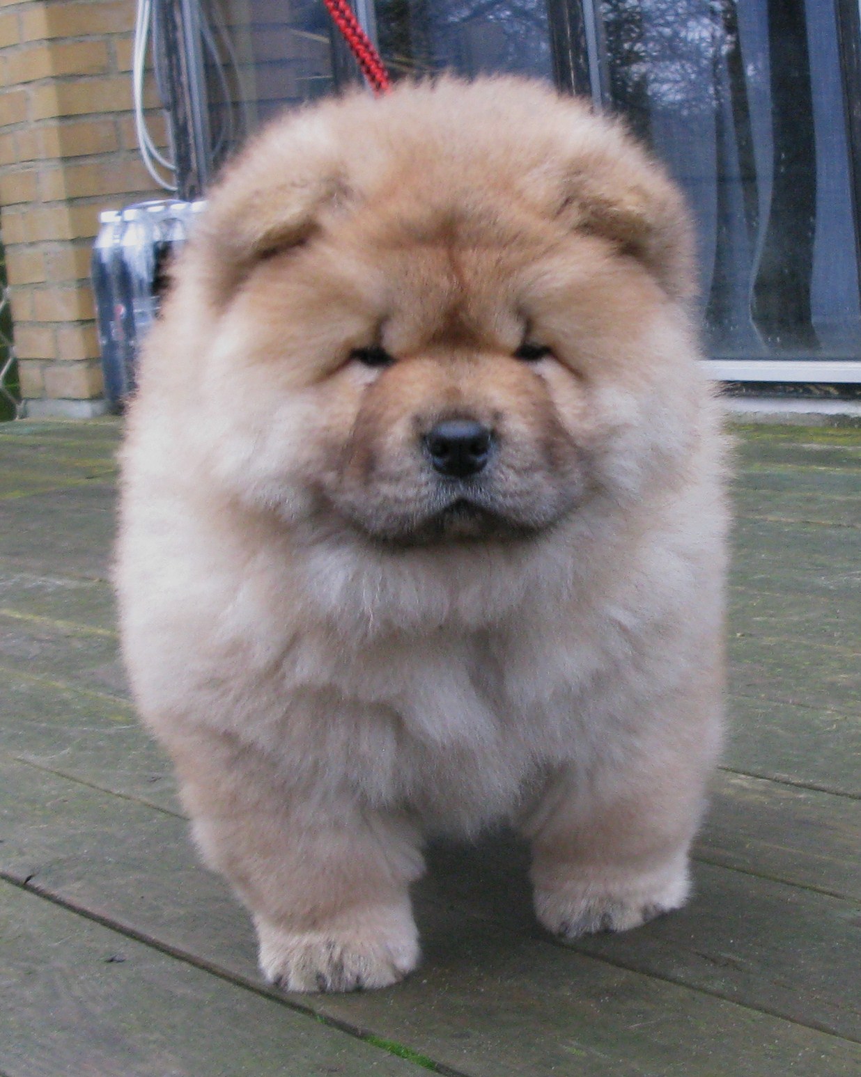 Stagebos ZZ Top (11 week)