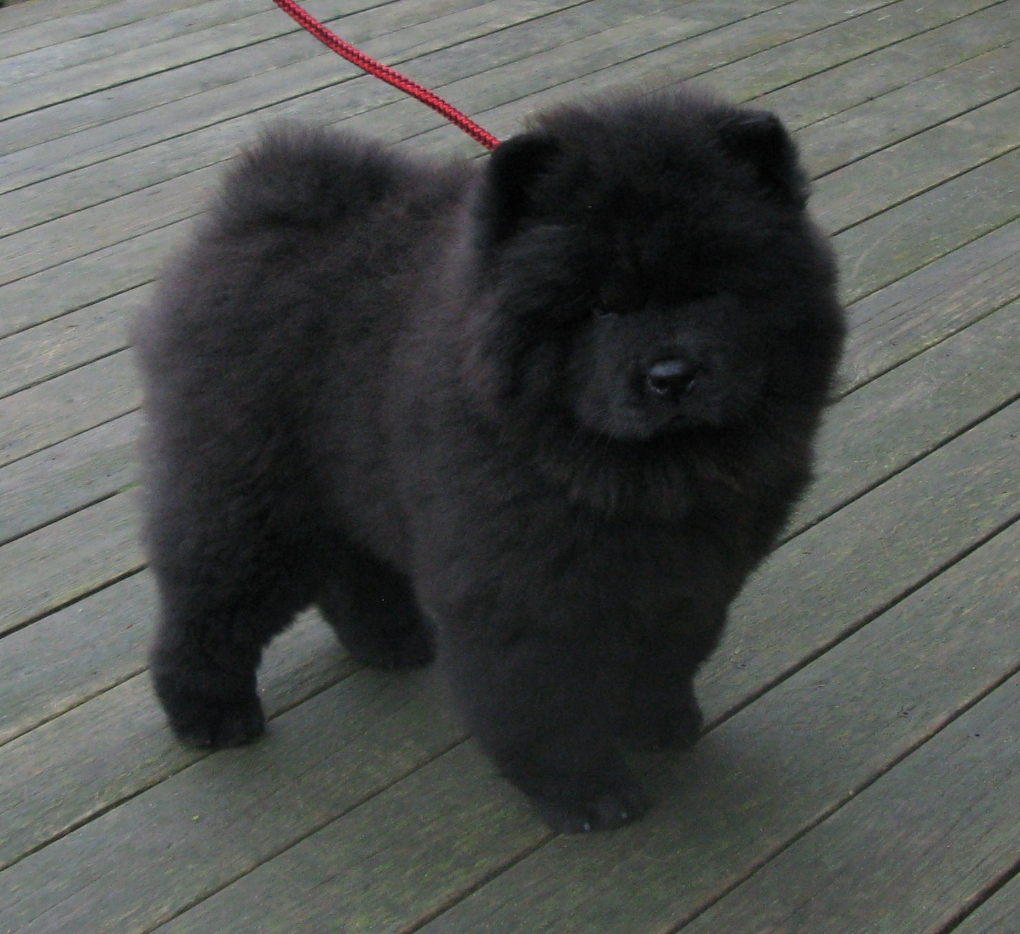 Stagebos Zip Code (11 week)