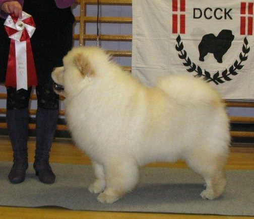 Best puppy - Minillas Hero