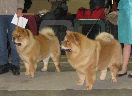 Cert.female + Best female 2 - Bidachows Tip Top Tessa - Best female 3 -  Bidachows Rock And Roll Rosalill 