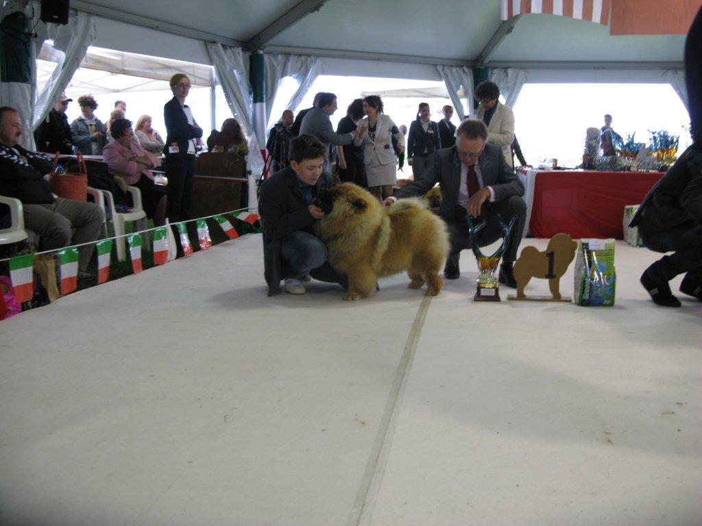 Best Male Puppy Eternal Flame De Los Perros De Bigo