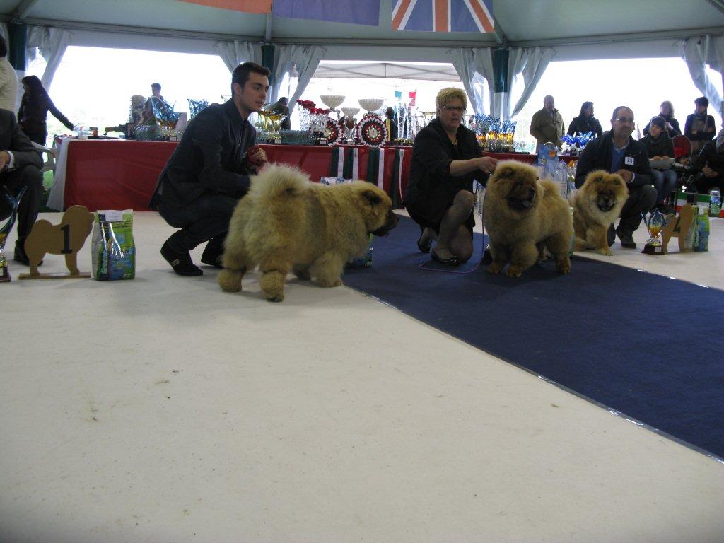 Male puppies 2-4