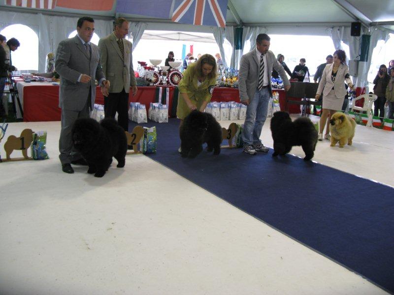 Female puppies 1-4