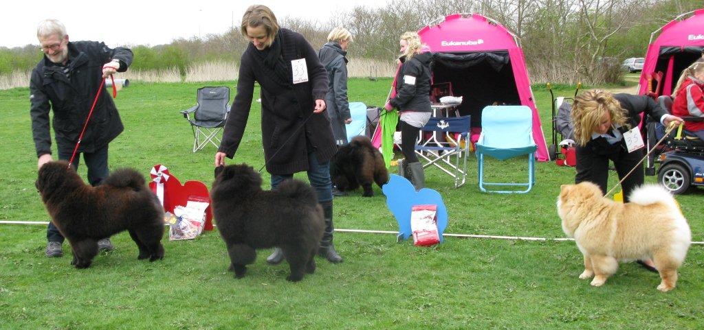 Puppy female 1. Nrskovs French Kiss Neela 2. Stagebos Zip Code 3. Chan-Los Endless Love 