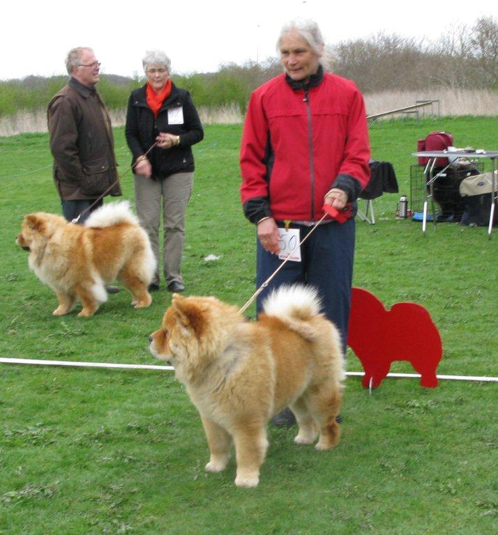 Intermedia female 1. Bidachows Tip Top Tessa