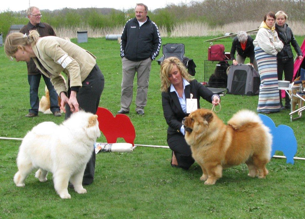 Champ.female 1. CH Pei Fang Eyecatcher 2. CH Chan-Los A Kind Of Magic