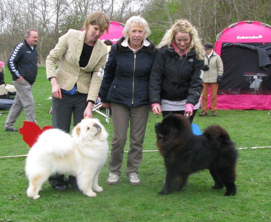 BOB (left) CH Pei Fang Eyecatcher BOS Bidachows Amazing Armani