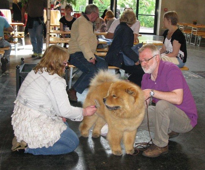 Junior dog Exc.Miketilla Monte Carlo  