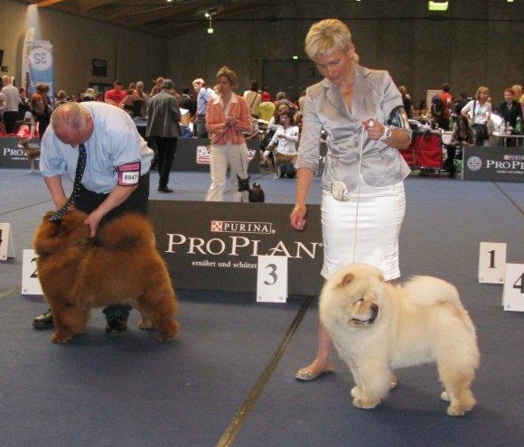 Junior Dog 3. Peritimercedes Grant Scheme 4. Bon Triumph Rolex