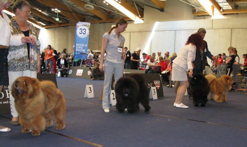 Intermedia Dog 1. Aerospace Skywalker Fun 2. Bon Triumph Lord Black 3. Black Jack De Los Perros De Biigo 4. Kings Joy King