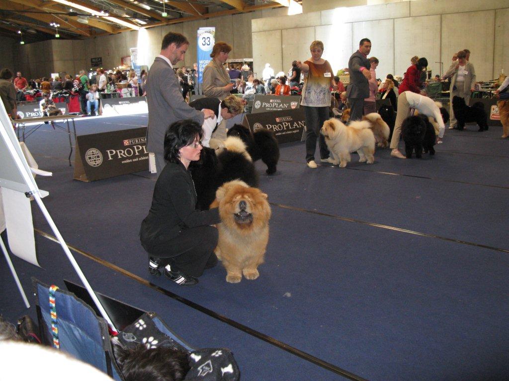 Champion Dog