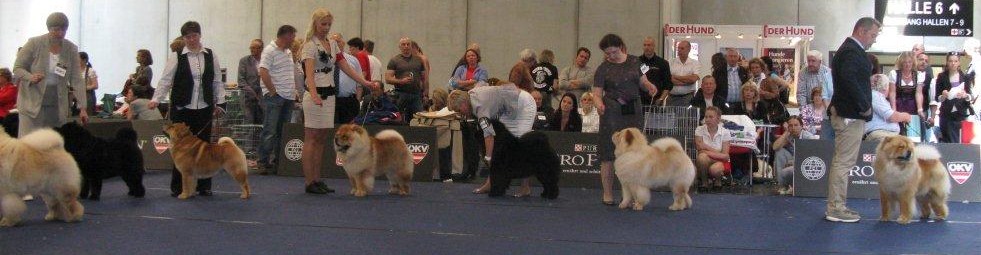 Champion Dog