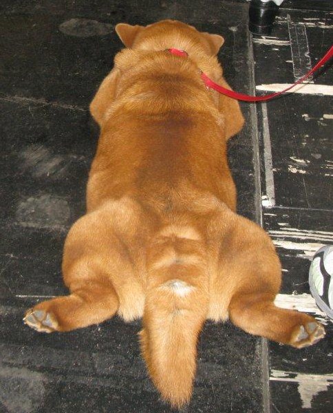 The end - 128 chows entered - 99 chows shown