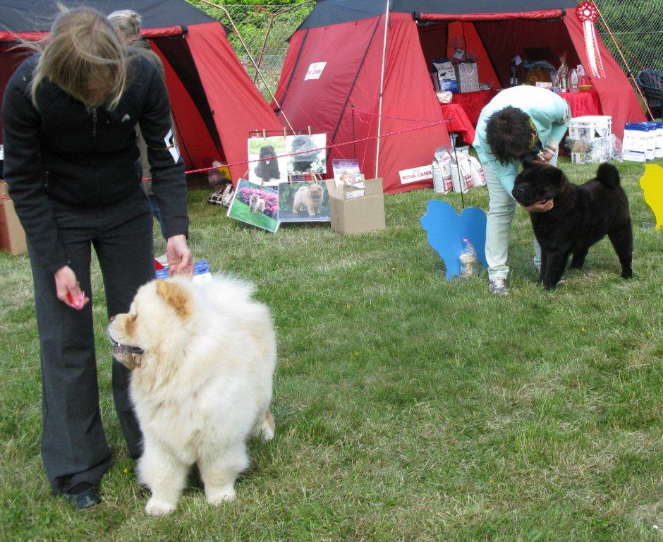 Junior dog: 1. Orinells Its A Knockout 2. Graziosos Noble Faxe