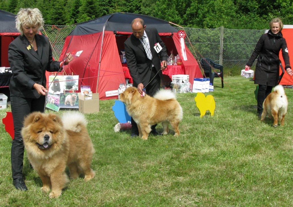 Intermedia dog: 1. Chan-Los Cant Buy Me Love 2. Mi-Paos Canadian Mountie 3. Bidachows Tip Top Smooth Toby