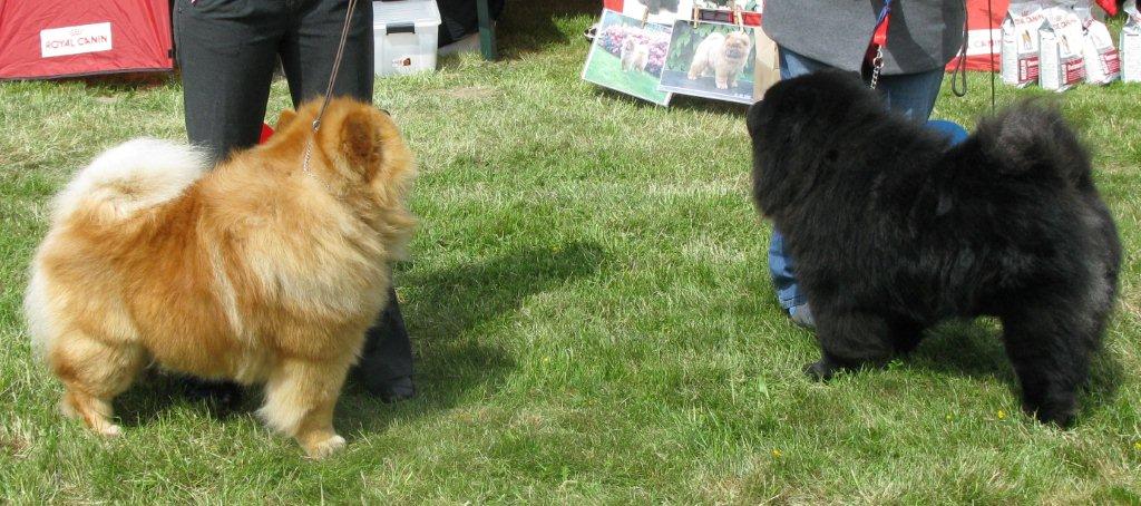 Champ.dog: 1. CH Orinells Ego Trip 2. CH Orinells Extra Extra