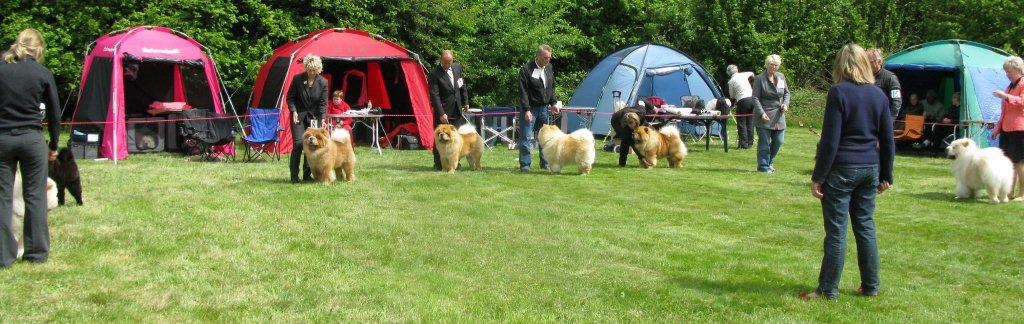 Competition for best dog