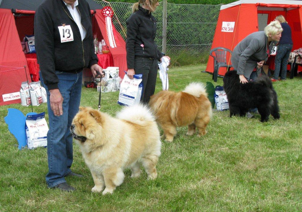 Best dog 2. Mi-Paos Red Sumac 3. CH Orinells Ego Trip 4. CH Orinells Extra Extra