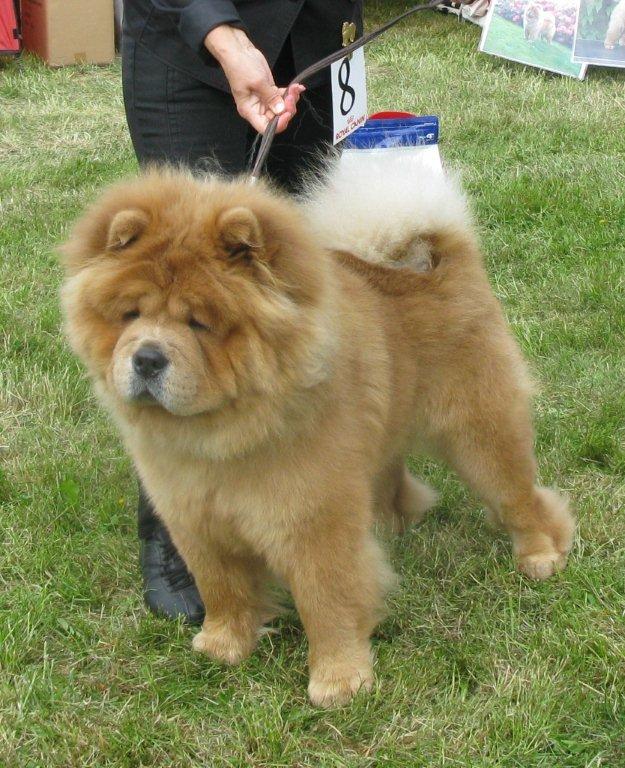 Best dog 1. Chan-Los Cant Buy Me Love