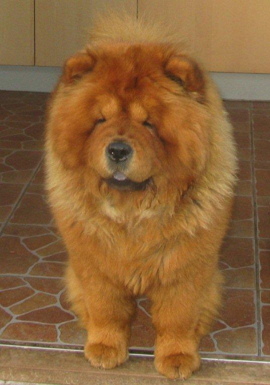 Azalia For Annalise (Zara)-female born 2010 - import from Russia - died 5½ year old