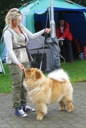 Best Junior male+ Best Dog 4 - Chan-Los Day Tripper