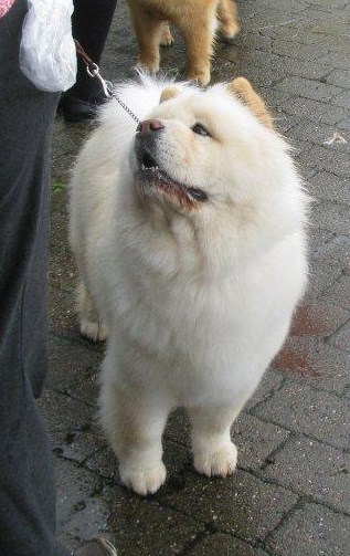 BOB-CH Pei Fang Eyecatcher