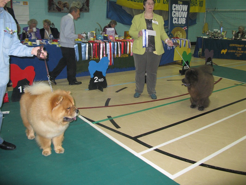 Junior dog 1. Simauta Dess Rizhii Shum For Hiswin 2. Santicana Smokin Joe