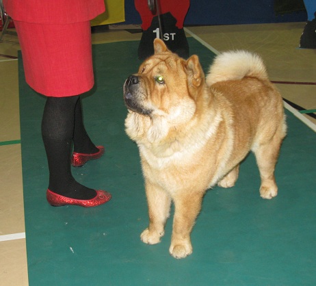 Novice dog: 1. Nrskovs Future Fighter